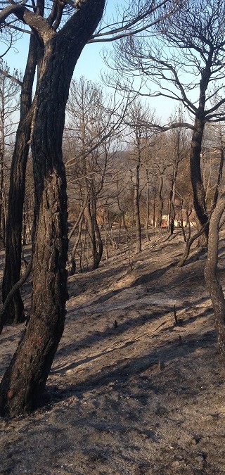 Incendi forestal – juliol 2015