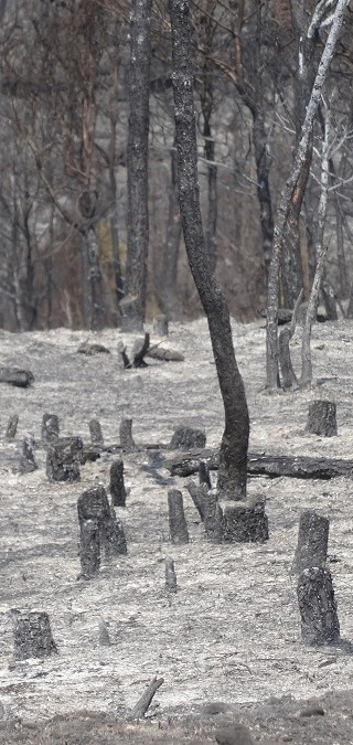 Incendi forestal – juliol 2015