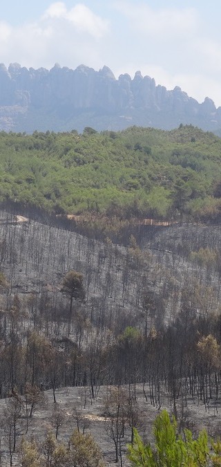 Incendi forestal – juliol 2015