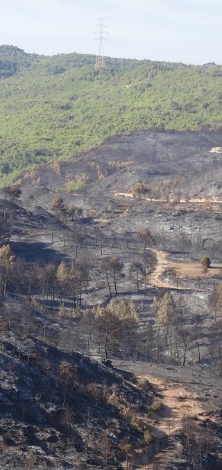 Incendi forestal – juliol 2015