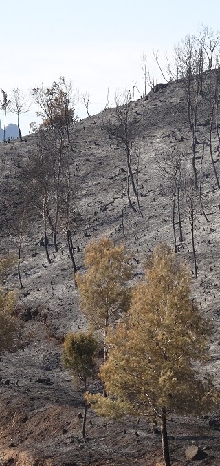 Incendi forestal – juliol 2015