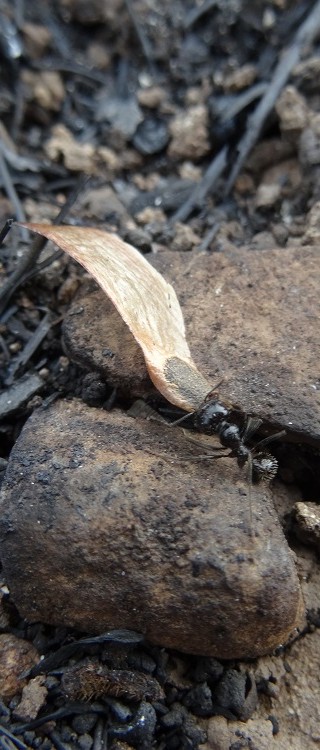 Incendi forestal – juliol 2015