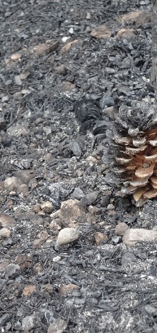 Incendi forestal – juliol 2015