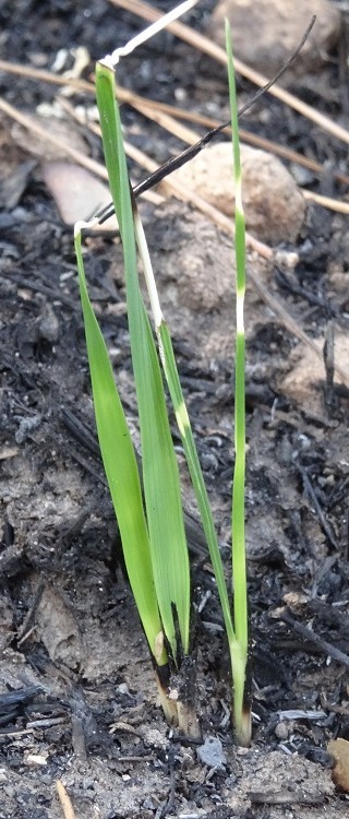 Incendi forestal – juliol 2015