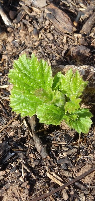 Incendi forestal – juliol 2015