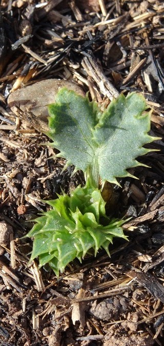 Incendi forestal – juliol 2015