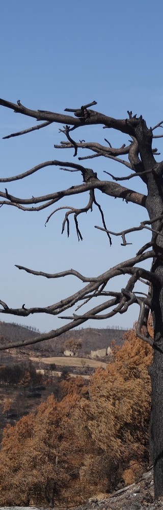Incendi forestal – juliol 2015