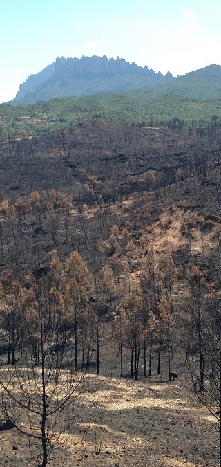 Incendi forestal – juliol 2015