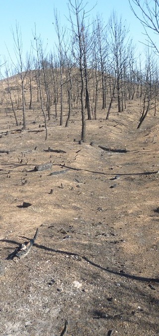 Incendi forestal – juliol 2015