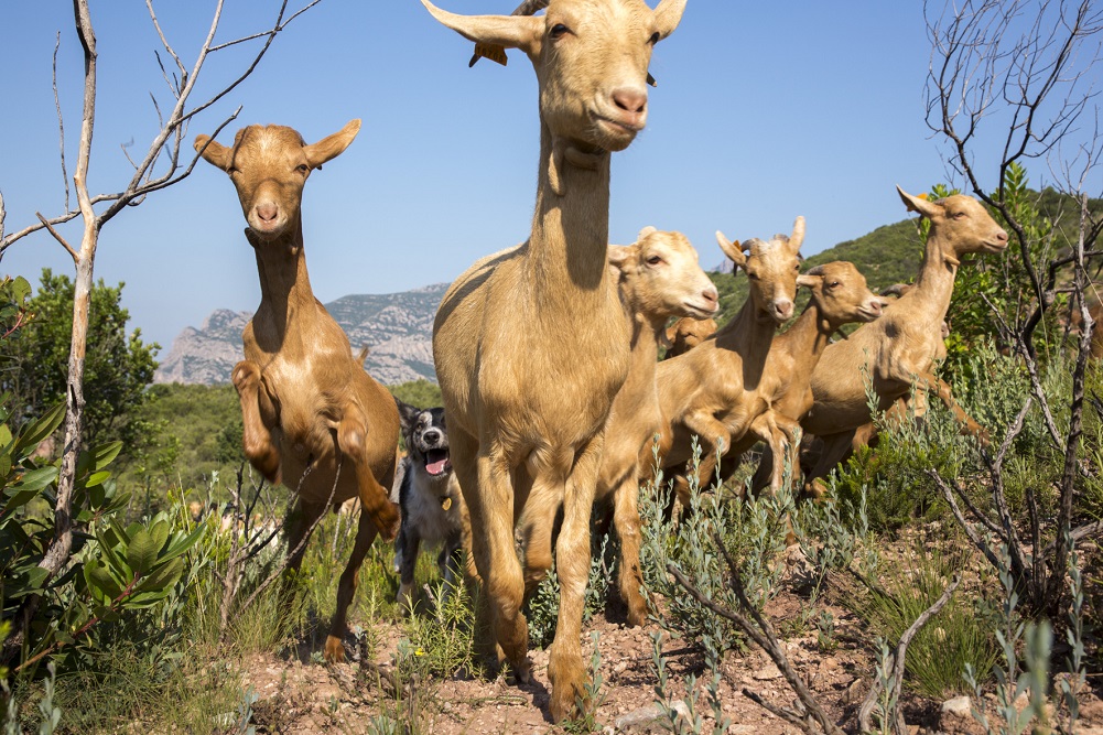 Ganado | Life Montserrat