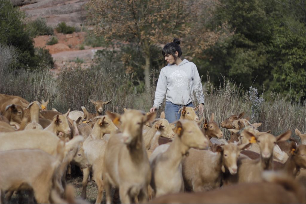 Completades les adquisicions de bestiar del projecte | Life Montserrat